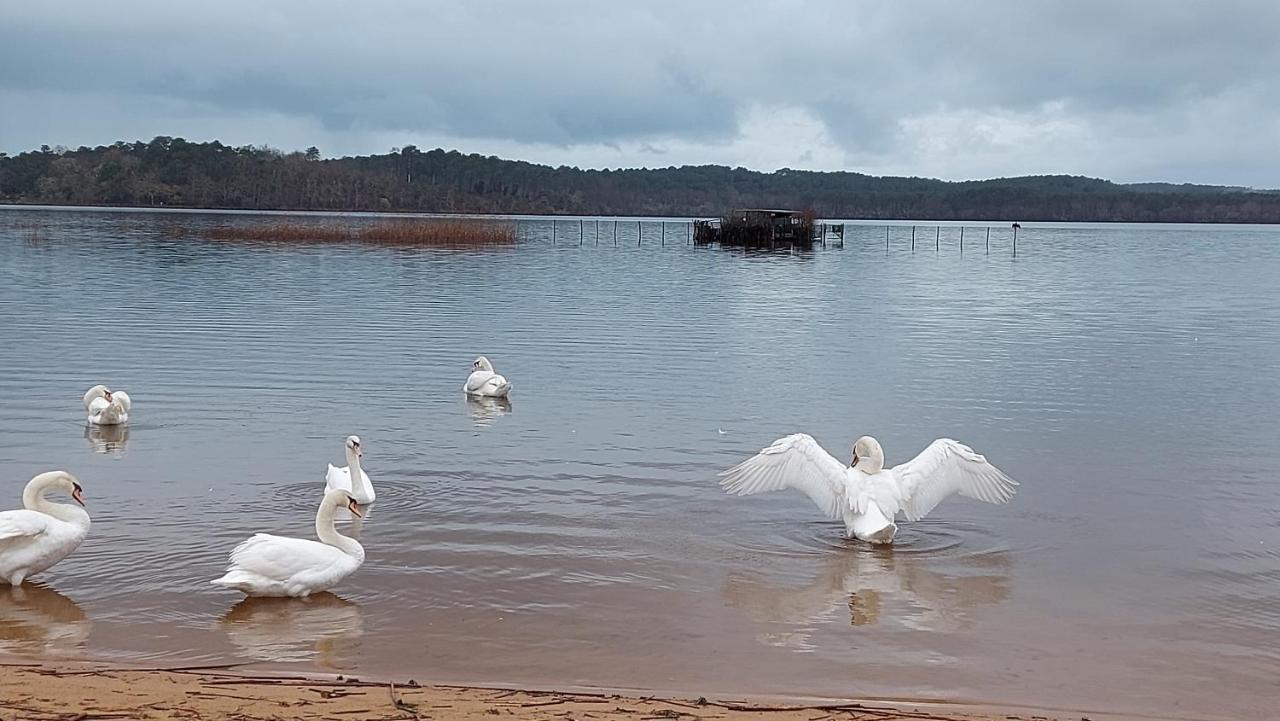 T2, 50M Du Lac, Piscine, Wifi, Jardin Terrasse Sans Vis-A-Vis, 1 A 4 Pers Aureilhan Kültér fotó