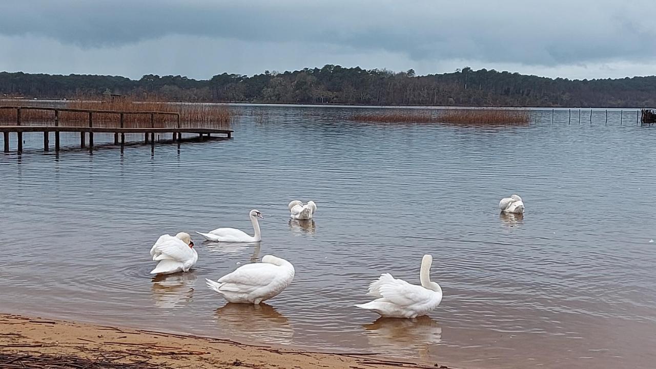 T2, 50M Du Lac, Piscine, Wifi, Jardin Terrasse Sans Vis-A-Vis, 1 A 4 Pers Aureilhan Kültér fotó
